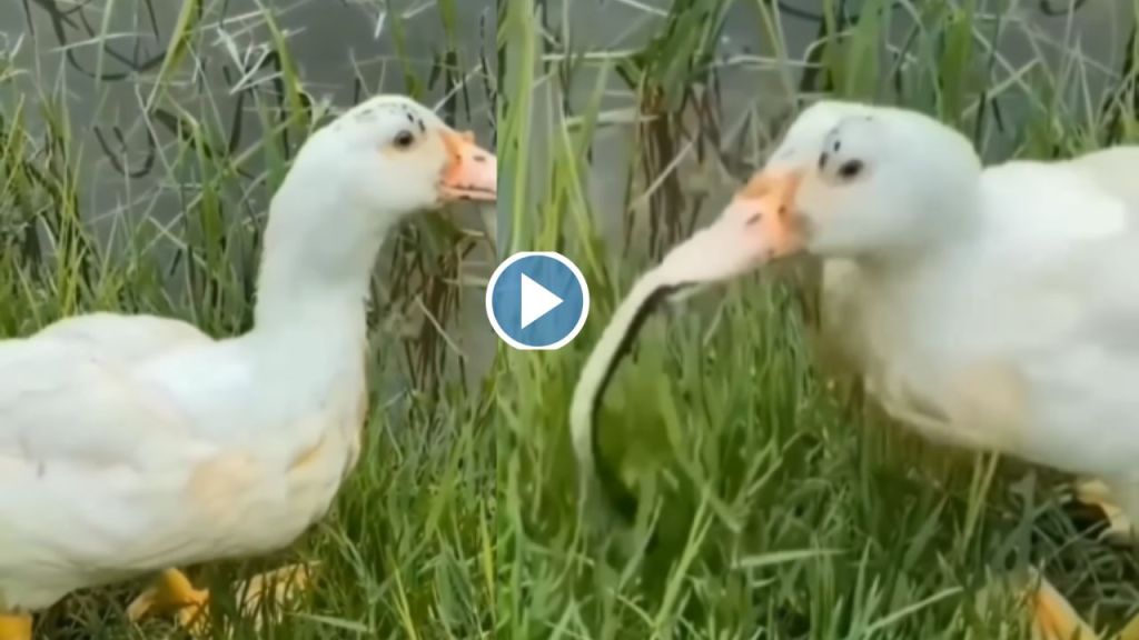 Duck swallowed the snake