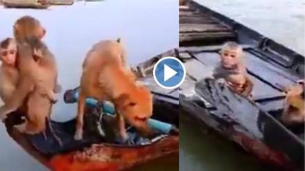 Monkey viral video