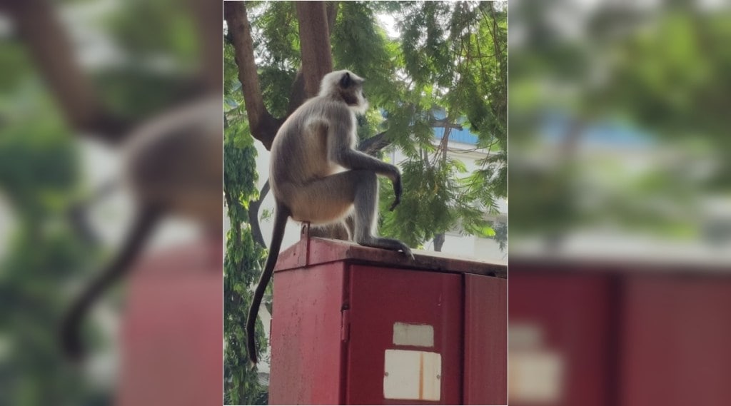 One person seriously injured in monkey attack in Andheri