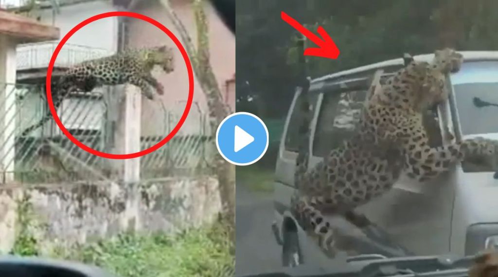 leopard attacked on car viral video