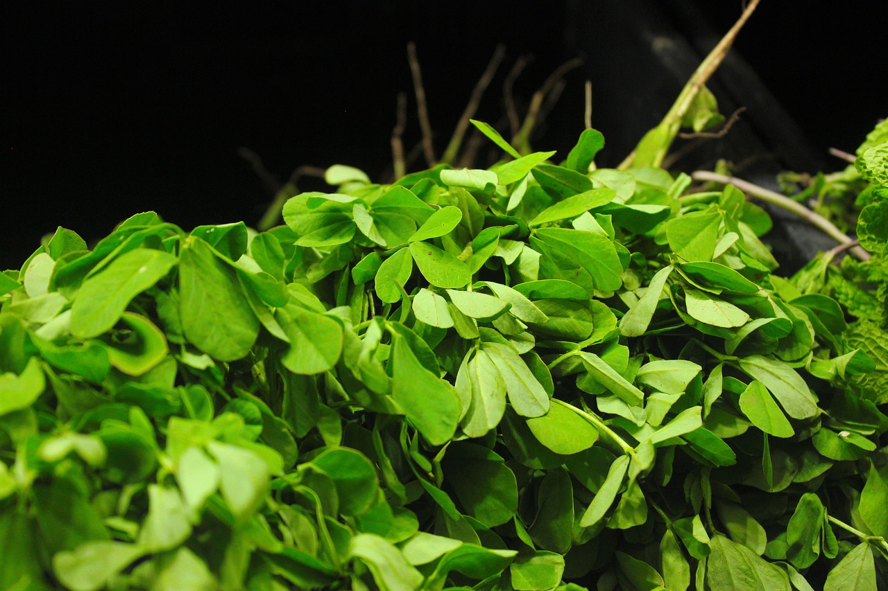 benefits of eating fenugreek methi in winter