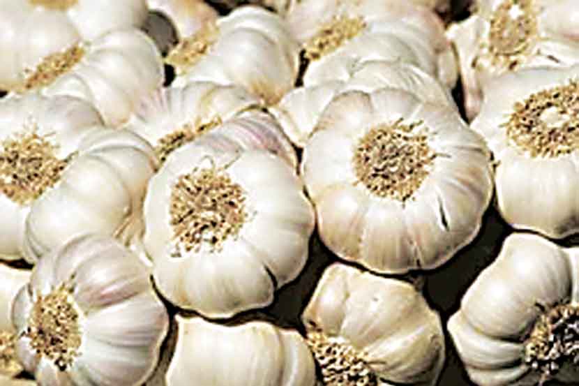 Increase in garlic price in APMC market