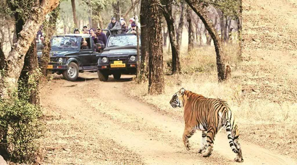 tourist vehicles used for jungle safari in melghat tiger project dangerous for tourists