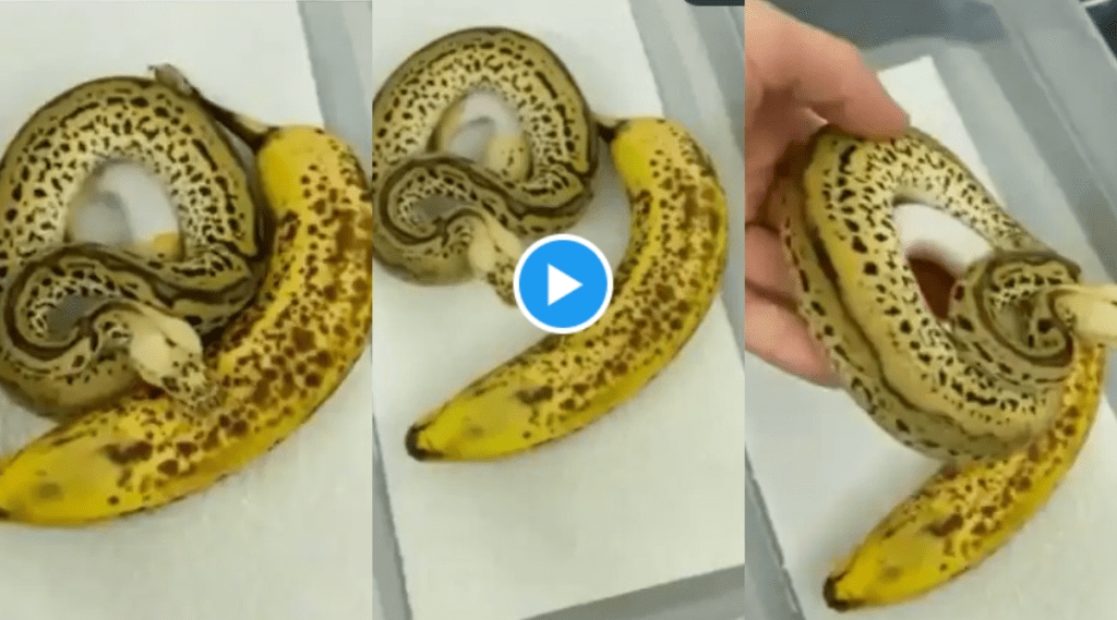 Video Shocking Banana Skin Huge Ball Python Snake 90 Percent People Will Fail After Seeing This Viral Clip