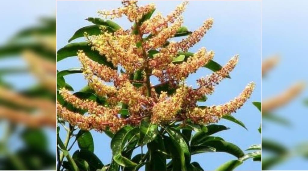 Mango crop affected by cloudy weather in Uran