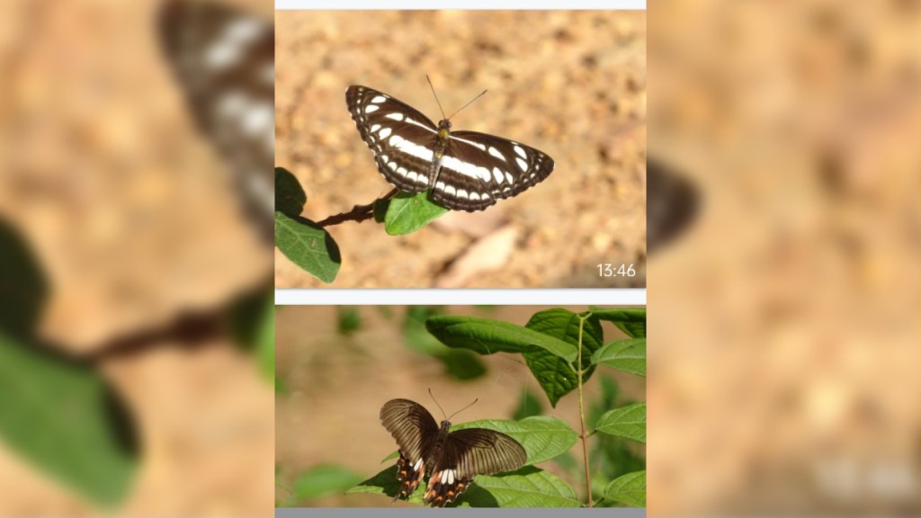 A colorful butterfly