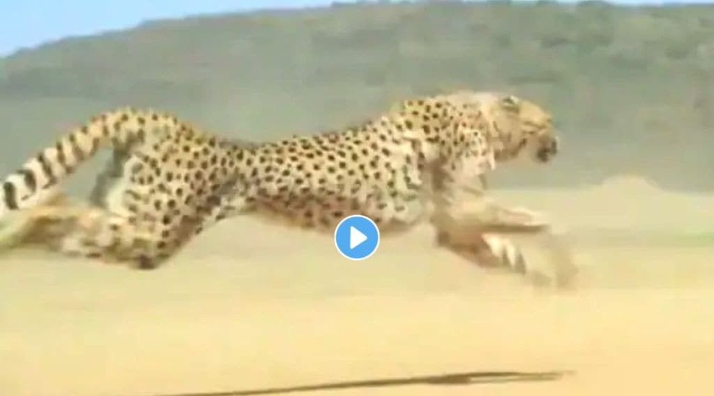 Cheetah long jump viral video on twitter