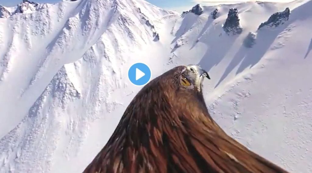 Eagle sky view viral video on twitter