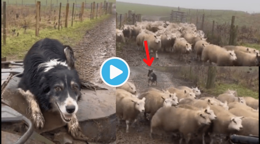 Video Dog Runs In Full Speed and Scares 50 Sheep more than 10 Million People Watched This Viral Clip Online