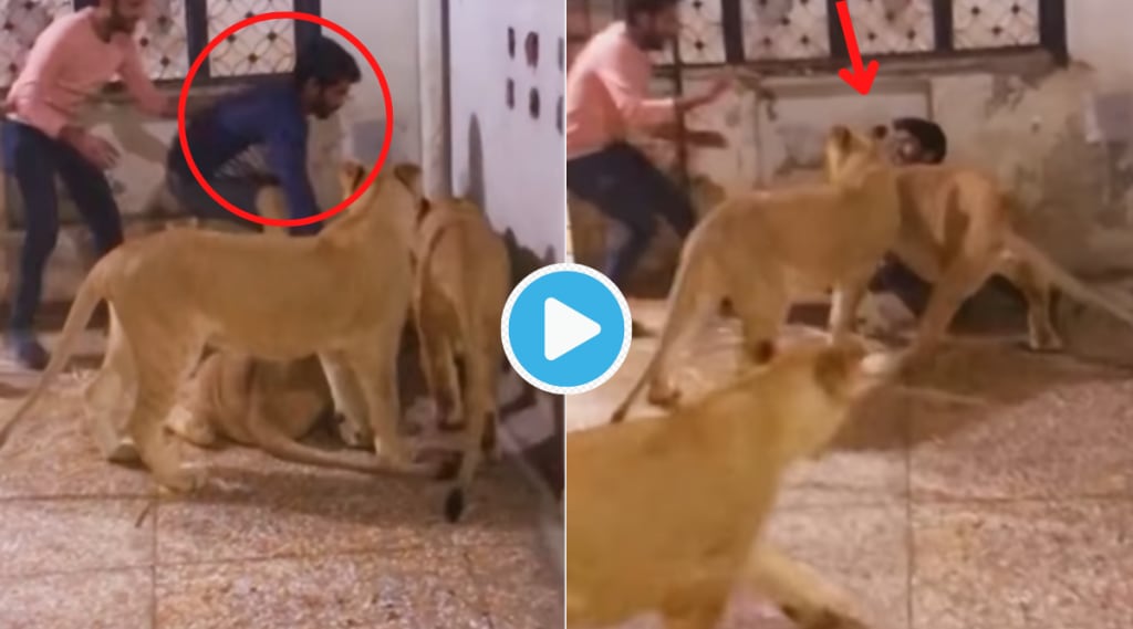 Man Attacked By 3 Lioness Begs For Life Suddenly Shocking Miracle Happens Watch Viral Video Trending