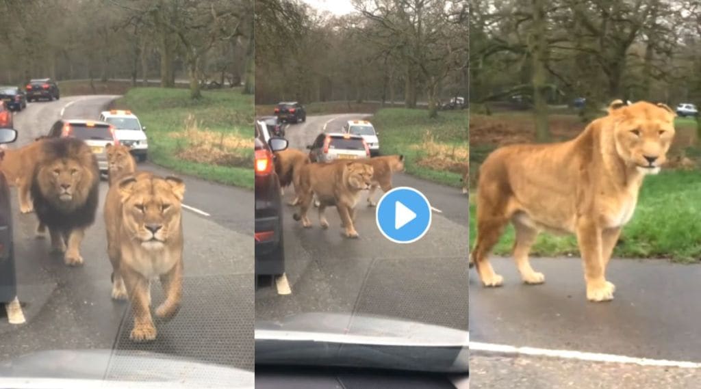 lion herd Viral Video On Instagram