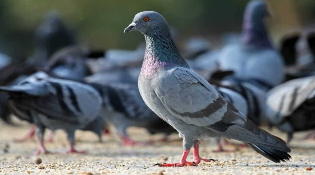 How to get rid of pigeons poop from balcony use these simple tricks