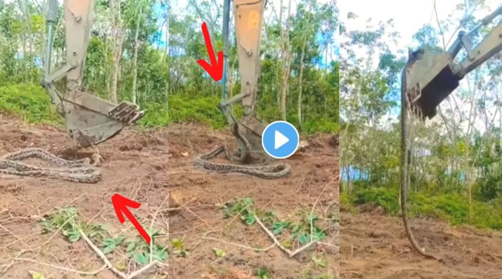 Huge python attack viral video on Instagram