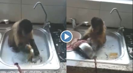 Viral Video Cleaning Utensils Monkey