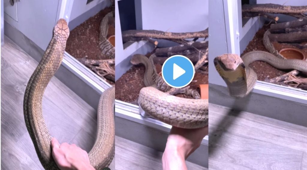 King Cobra Viral Video On Instagram