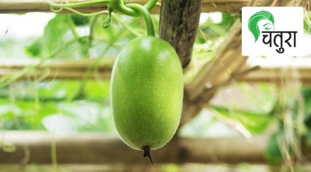 ash or wax gourd, healthy