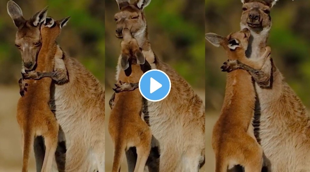 IAS Officer Supriya Sahu Share Video Of Mother Kangaroo Hugging Her Baby