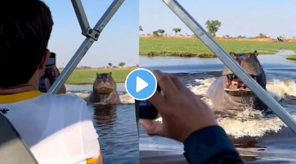 hippo video