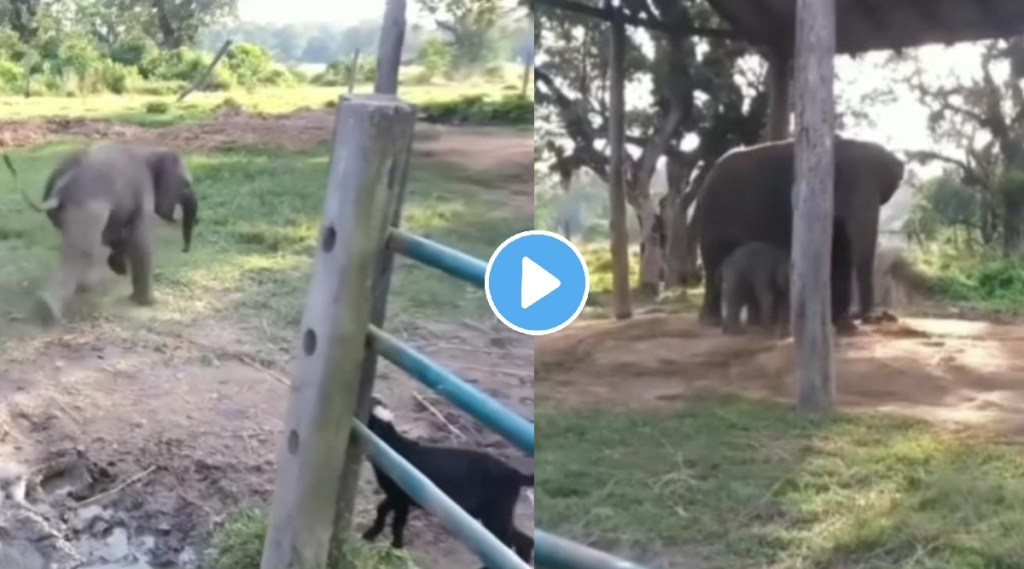 elephant vs goat video