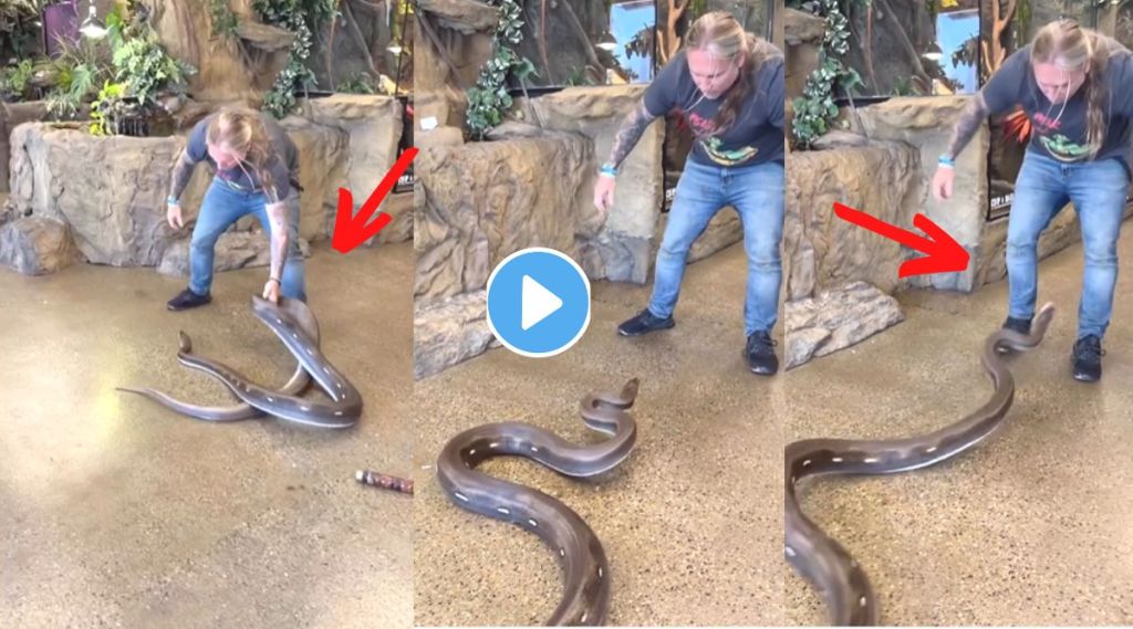 Python Attack VIral Video internet