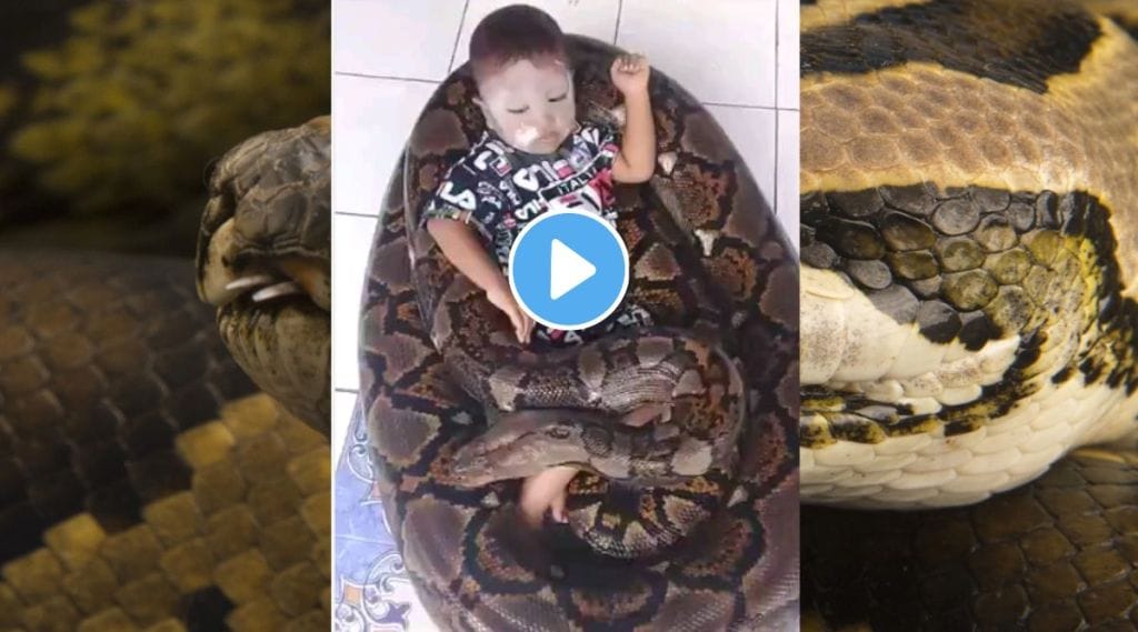 Python attack viral video on Instagram