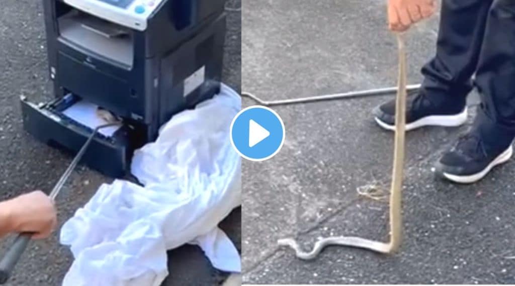 Snake found in office viral video on Facebook