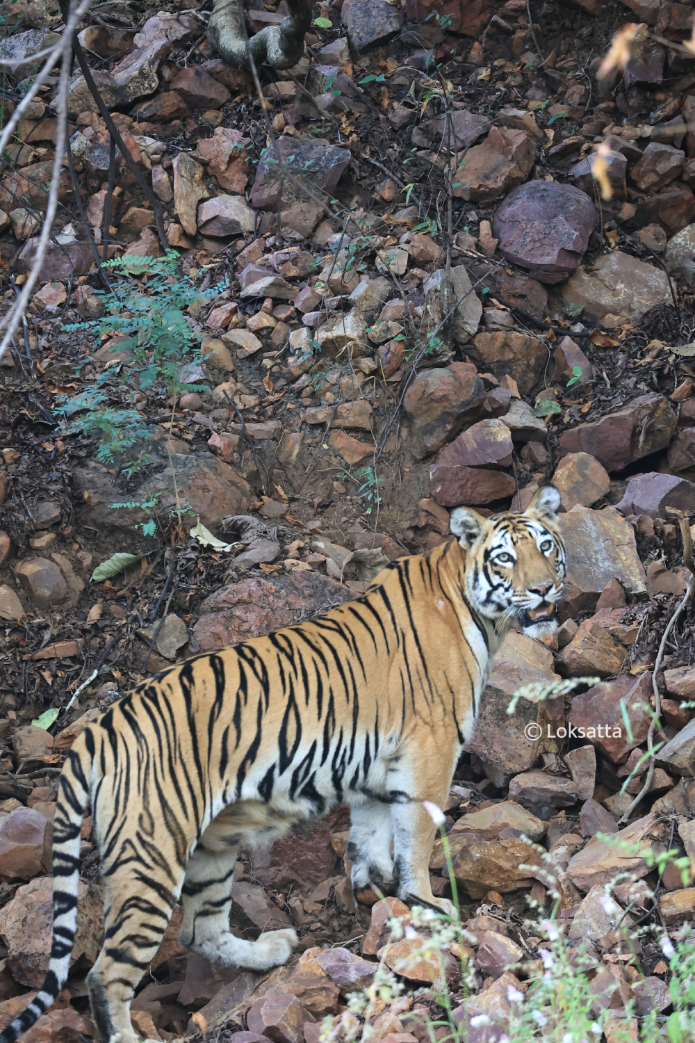 T-17 Tigress Information Photos