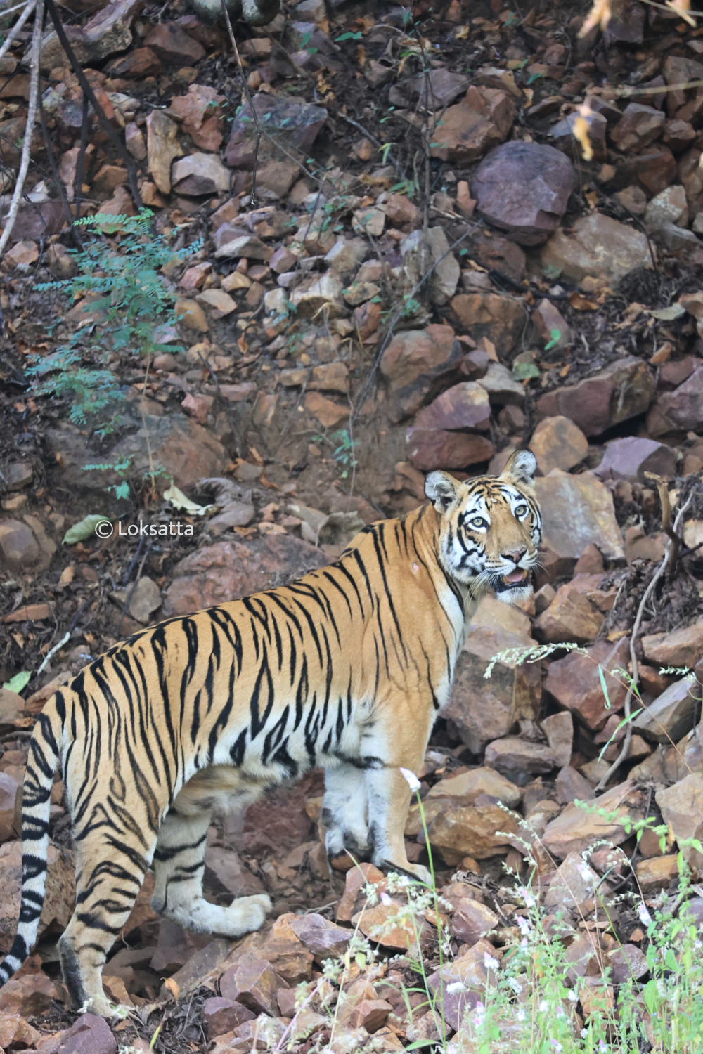 T-17 Tigress Information Photos