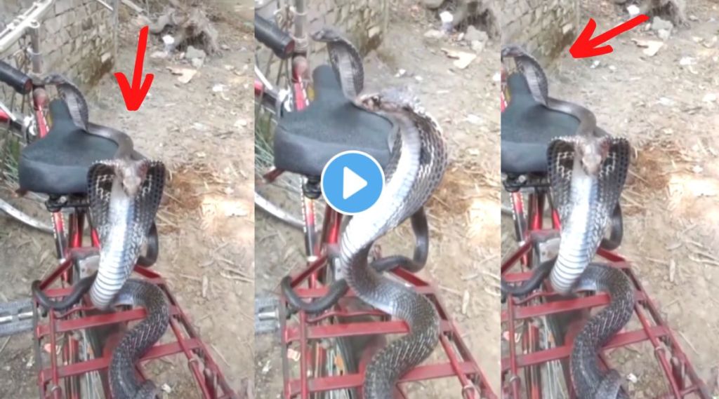 Two cobra snakes viral video on instagram