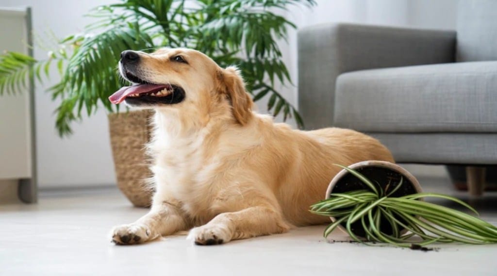 Use these tips before leaving your pet alone at home