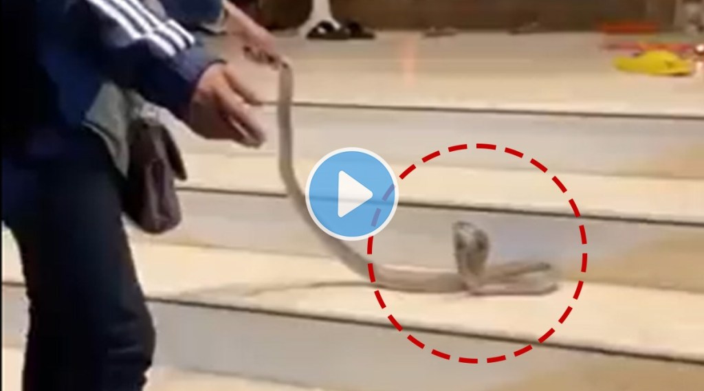 Indian cobra viral video on attack