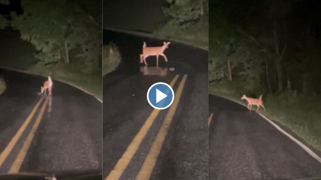 Deer viral video