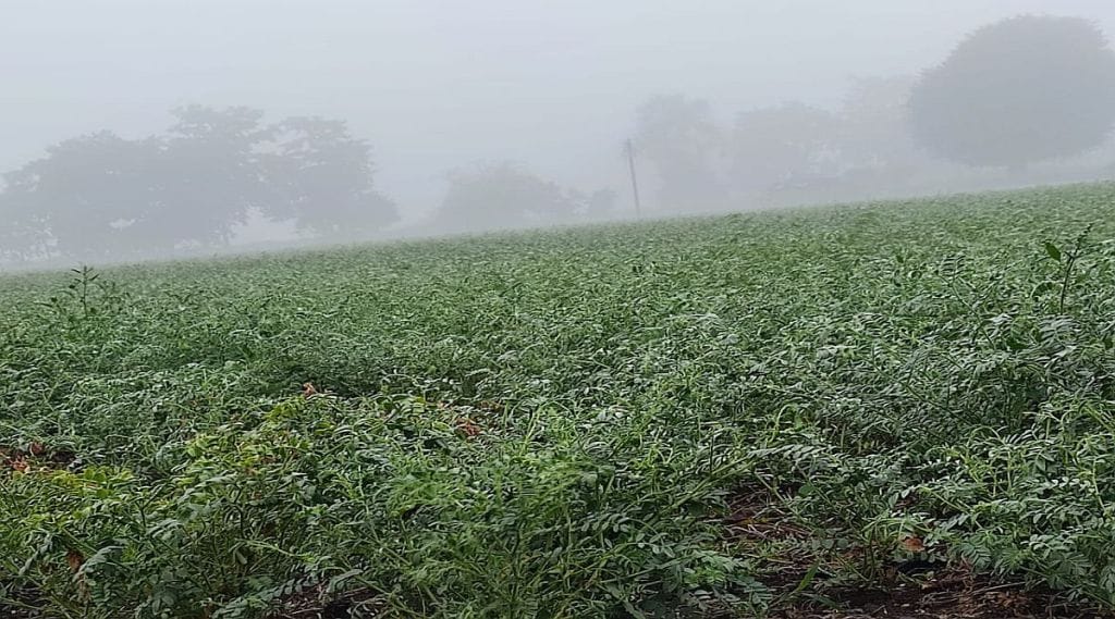 fog farmers worried