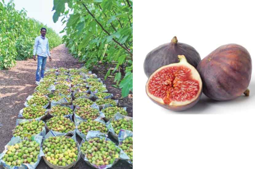 Inflow of figs in APMC is low due to severe winter which reduced fig production