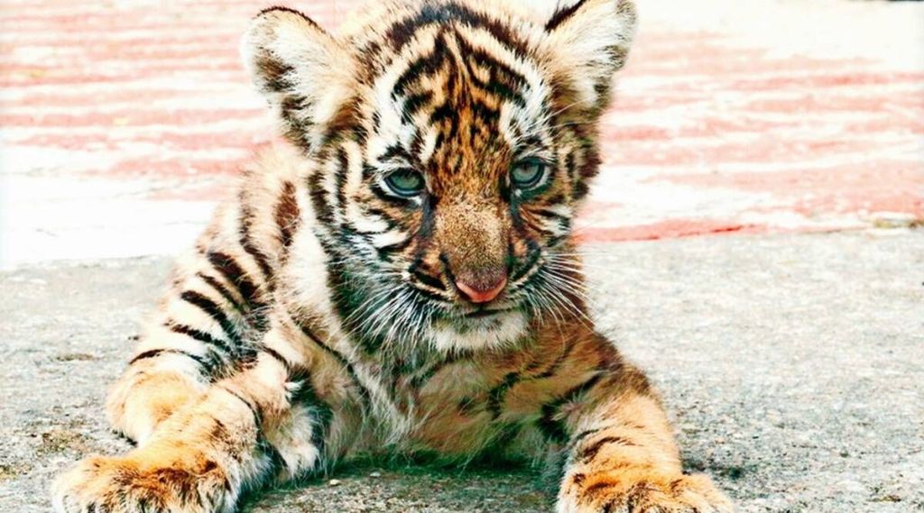 tiger cubs