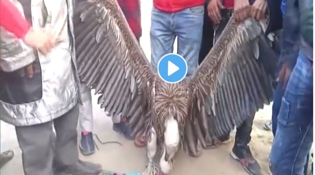 Rare vulture viral video on twitter