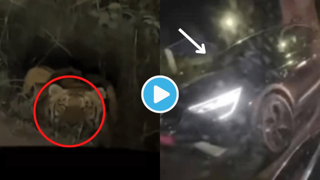 Video Huge Tiger Spotted Aiming Tourist Car Viral Clip Will Make You Terrified Watch Here Animal Attacks