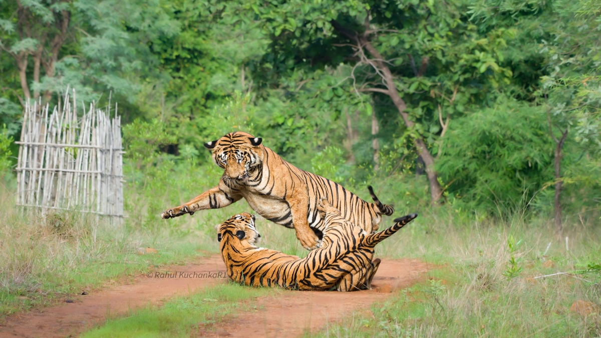 A Fight Between Two Tigers In Tadoba-Andhari Tiger Reserve Nagpur