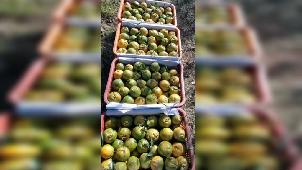 25 percent orange fruits unfit for sale