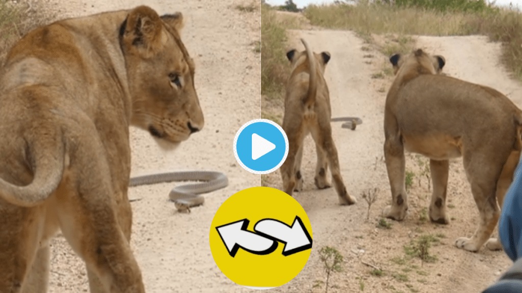 Video King Kobra Scares Huge Lizard And Lioness Netizens Shocked With Animal Fight Viral Clip Online