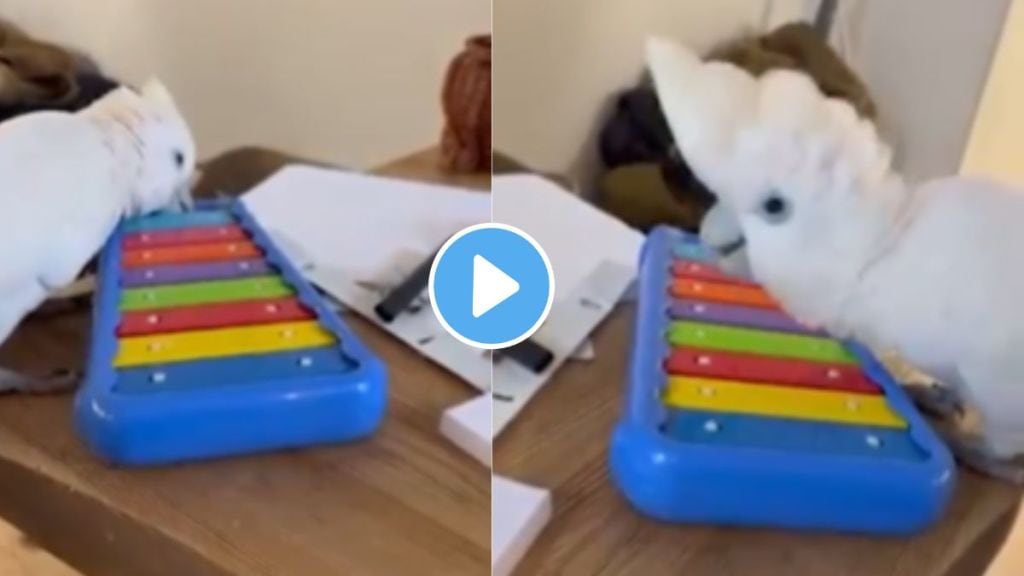 parrot video playing piano