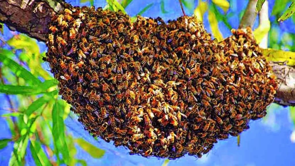 Tips to get rid of honey bees