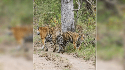 Navegaon-Nagzira Tiger Reserve of Gondia