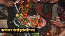 Mahashivratri 2023: महादेवाला पांढरी फुले का वाहतात? नेमकं कारण काय; वाचा सविस्तर