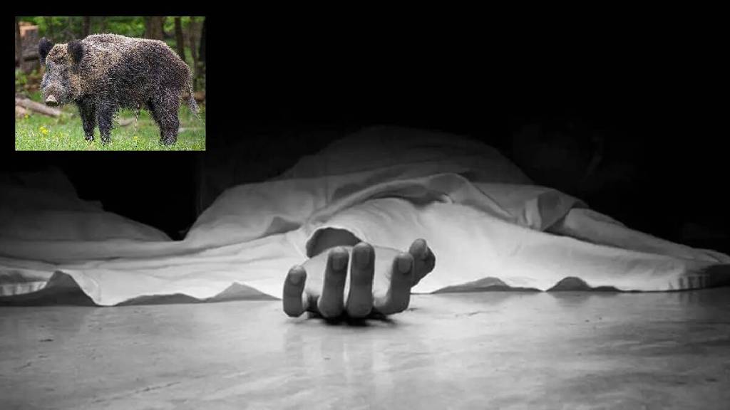 Anganwadi worker killed boar attack