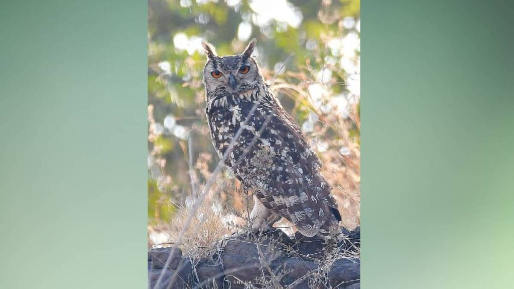 owl Karunashram wardha