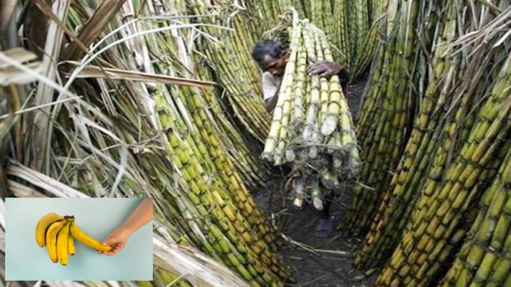 Sugarcane highest crop cultivated