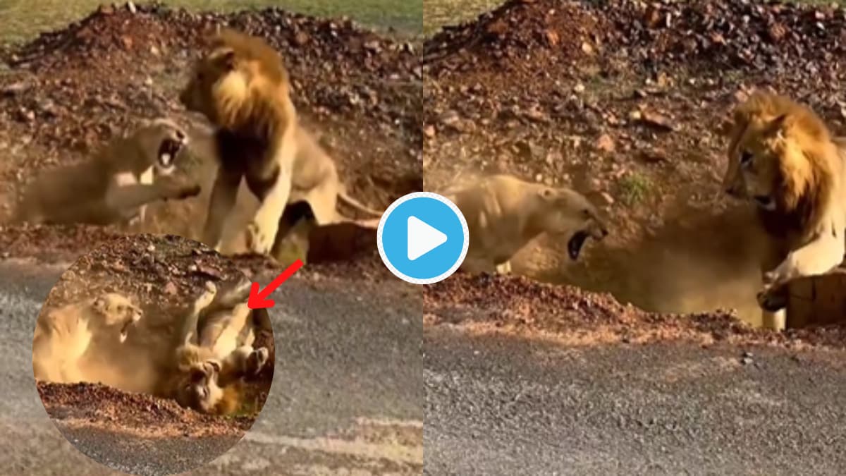 Video Lioness Attack Lion On Road Extreme Angry Fight Jungle King Single Reaction Will Give You 6047