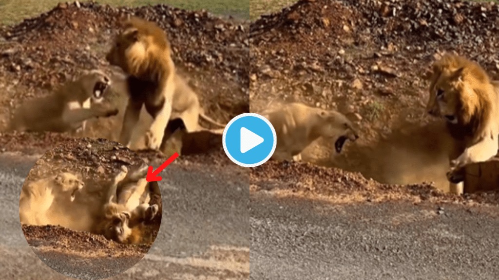 Video Lioness Attack Lion On Road Extreme Angry Fight Jungle King Single Reaction Will Give You Life Lessons Viral Clip