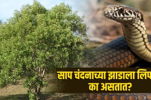 why do snake cling on sandalwood